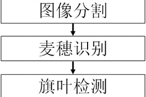 基于圖像的小麥旗葉無(wú)損自動(dòng)檢測(cè)及測(cè)量方法