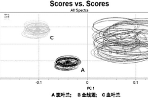 金線蓮及其混偽品的鑒別方法