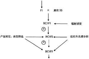 利用野生大豆與栽培大豆雜交結合輻射誘變創(chuàng)制高蛋白大豆新種質的方法