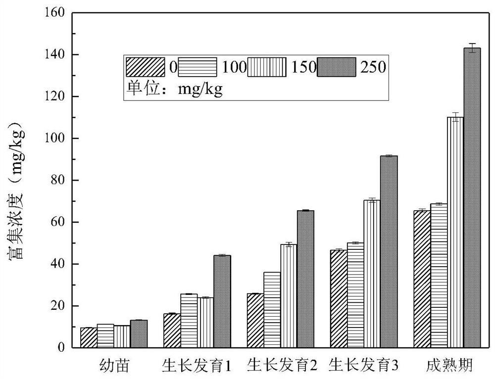 大葉落地生根種植方法和植物修復系統(tǒng)