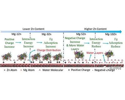 鄭州大學(xué)關(guān)紹康教授團(tuán)隊(duì)鎂合金頂刊：設(shè)計(jì)生物可降解Mg-Zn合金！