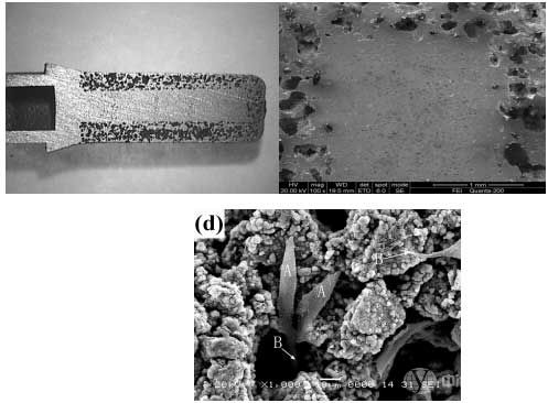 Ti基生物種植體顯微照片，界面處無(wú)裂痕，MG63細(xì)胞生長(zhǎng)在其表面