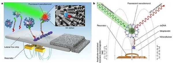 利用納米金剛石內(nèi)NV色心的超靈敏熒光標(biāo)記功能開發(fā)的超敏感體外HIV診斷試紙
