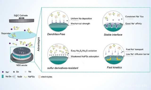 工程化鈉金屬負(fù)極：應(yīng)對(duì)鈉硫電池中硫衍生物挑戰(zhàn)