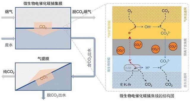 微生物電催化碳捕集膜及其制備方法與應(yīng)用